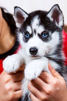 a woman holding a small husky puppy in her arms and looking at the camera with blue eyes