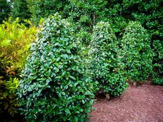 there are many bushes in the garden with green leaves on them and brown mulch