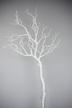 a white tree with no leaves on it in front of a gray wall and floor