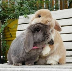 two rabbits are sitting on a bench and one is biting the other's ear