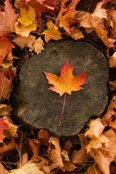 a maple leaf laying on top of a tree stump surrounded by leaves and fallen leaves