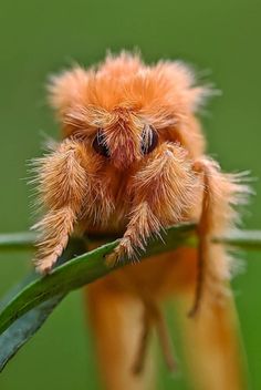 a fuzzy orange insect sitting on top of a green plant