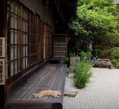 a cat laying on the ground in front of a building with trees and bushes around it