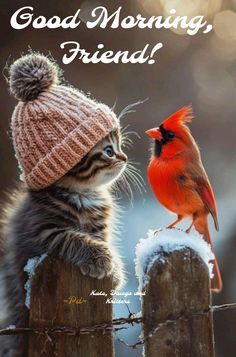 a small cat standing next to a little bird on top of a wooden fence with the caption, good morning friend