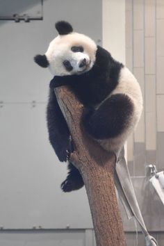 a panda bear sitting on top of a tree branch holding onto a pair of scissors