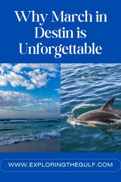 a dolphin swimming in the ocean with text overlay that reads why march in destin is unforgettable