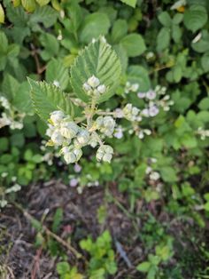 some white flowers and green leaves in the grass