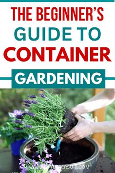 The Easy Beginner’s Guide to Container Gardening – StylePersuit Beginners Guide, Container Gardening, Gardening Tips, To Create, Plants