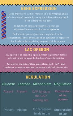 How is the Lac Operon Regulated Check more at https://in4arts.com/how-is-the-lac-operon-regulated.html Human Muscle Anatomy, Gene Expression, Muscle Anatomy, College Hacks, Study Space