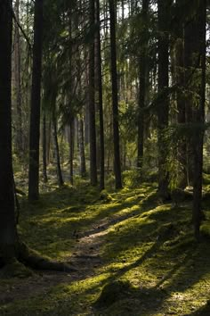 the sun is shining through the trees in the forest