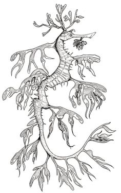 a drawing of a sea horse with its tail curled up