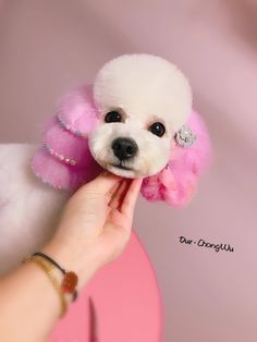 a small white poodle with pink fur on it's head being held by a woman