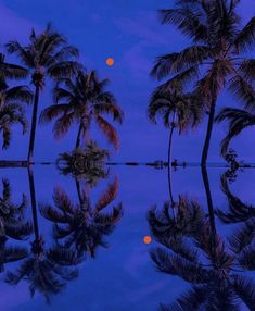 palm trees are reflected in a pool at night with the moon rising behind them,