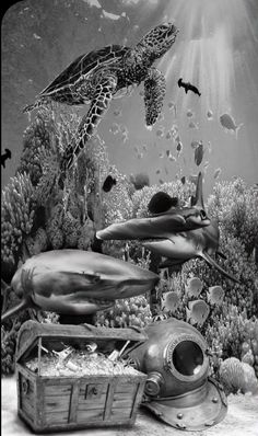 a black and white photo of an underwater scene with sea animals, fish, and other marine life