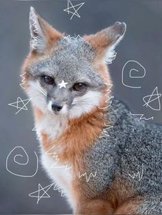 a close up of a fox looking at the camera