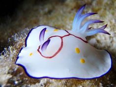 a white and purple sea slug with yellow dots on it's head