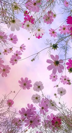 pink and white flowers are in the sky