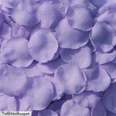 close up view of purple petals on the ground for use as background or wallpaper