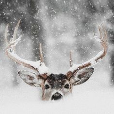 a close up of a deer's face in the snow