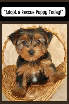 a small puppy sitting in a basket with the caption adopt a rescue puppy today