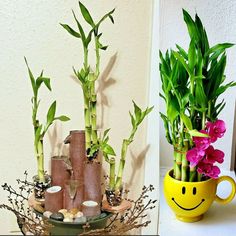 two vases with plants in them on a table next to a yellow mug filled with flowers