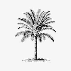 a black and white drawing of a palm tree