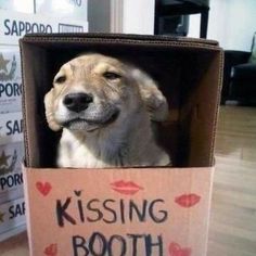 a dog in a cardboard box that says kissing booth on it's face and mouth