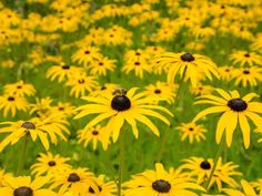 many yellow flowers in a field with green grass