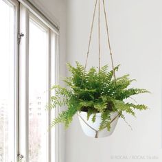 a potted plant hanging from a rope in front of a window