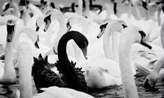 black and white photograph of swans in water