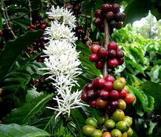 coffee beans are growing on the tree outside