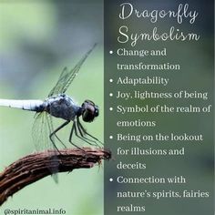 a dragonfly sitting on top of a branch with the caption's description below