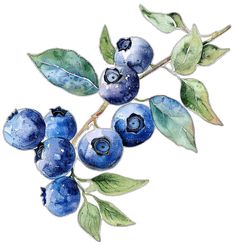 watercolor painting of blueberries on a branch with leaves