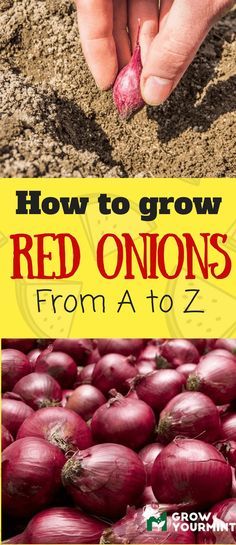 how to grow red onions from a to z