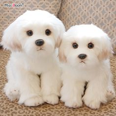 two small white dogs sitting next to each other