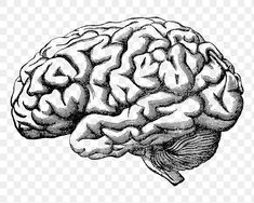 a black and white drawing of a brain on a transparent background, with no background