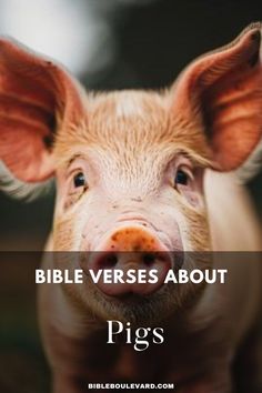 Bible Verses About Pigs Best Bible Verses, Bible Says, The New Testament, Old Testament, In A Nutshell, Not Allowed, New Testament