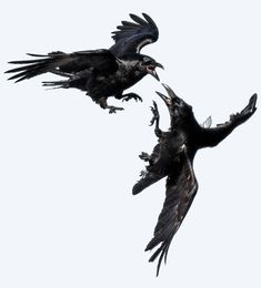 Scary Birds, Crow Art, Crows Ravens, Human Poses Reference, Bird Photography