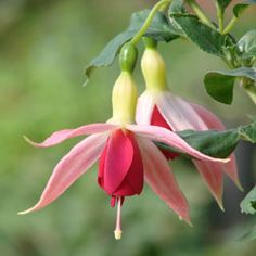 a pink and white flower with green leaves