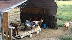 several goats are standing in the dirt near a building with a tarp over it