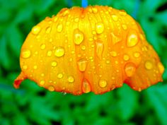 an orange flower with water droplets on it