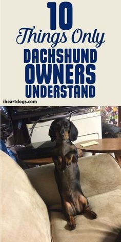 a dachshund sitting on top of a couch with the words 10 things only dachshund owners understand