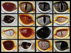 an image of different types of eyeballs in the same color and size as well