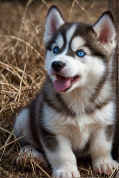 Siberian Husky Puppies Blue Eyes, Blue Eyed Husky Puppy, Blue Eyes Husky, Dog With Blue Eyes, Huskies Puppies, Haski Dog, Husky Eyes, Husky With Blue Eyes