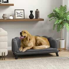 a large brown dog laying on top of a gray couch next to a potted plant