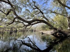 a tree hanging over a river filled with water