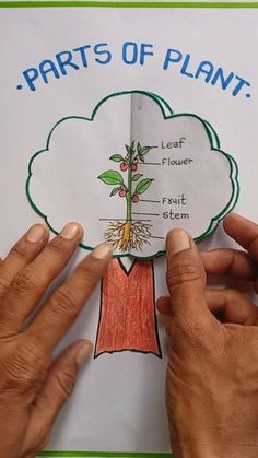 two hands holding up a piece of paper that says parts of plant