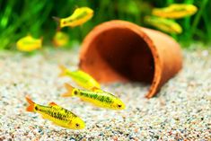 small yellow fish swimming in an aquarium