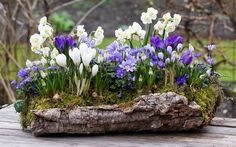 an arrangement of purple and white flowers on a log