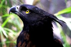 a black bird with yellow eyes standing in front of some green plants and leaves on the ground